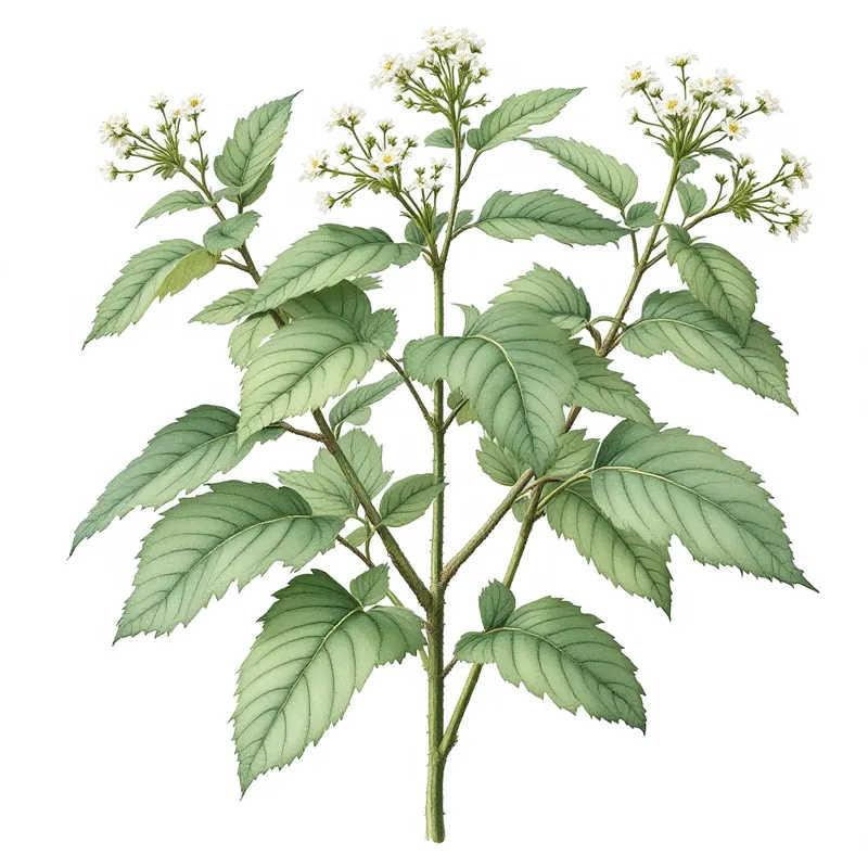 Boneset botanical illustration