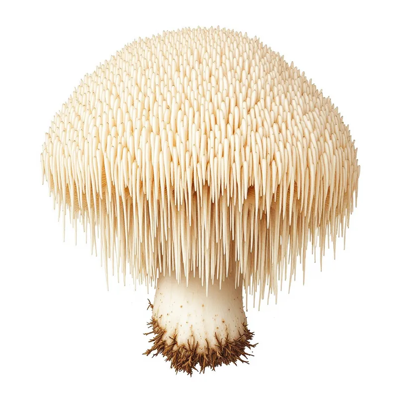 Lion's Mane